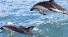 Photo pixellisée en basse résolution — avant traitement par Nano Banana